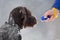 Hand of woman training young hunting dog with clicker