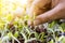 Hand Women pulling seedlings of plants.