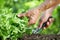 Hand works the soil with tool, green lettuce plant in vegetable