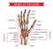 Hand and wrist bones, human anatomy vector sketch