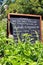 Hand-written chalk menu in a herb garden