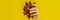 Hand with a yellow manicure holding a ripe salak on a yellow background BANNER, LONG FORMAT