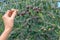 The hand of a young farmer woman holds olive branches