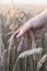 The hand of a young girl grabbing wheat