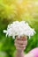 Hand of young holding a bouquet of jasmine with sun light.