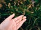 Hand of a young person catching a flower in the forest with unfocused background