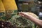 Hand of a young tourist touching spices in an Arab store in the city of Marrakech in Jemaa el Fna square