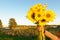 Hand of young woman holding group of sunflowers against the field and blue sky