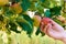 Hand of young woman holding red apple on tree among leaves. Harvesting autumn