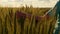 Hand of a young woman passes through an immature wheat field. The girl`s hand touches the ears of green wheat. The