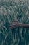 Hand of a young woman passes through yellow spikelets of wheat on a field close up in sunset time