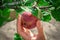 The hand of a young woman plucks a small, ripe, home-grown apple from an apple tree branch. Close-up. The concept of