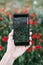 Hand of a young woman taking a picture of a field with poppy flowers. Spring concept