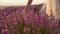 Hand of young woman tenderly holds lavender flowers summer sunset