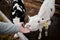 Hand of young worker of animal farm touching or cuddling purebread white calf