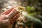 Hand of zoological scientist holding a fraction of jaw bone for brown bear