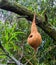 Handcrafted bird house made out of a coconut, creative garden decoration