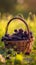 A handcrafted wicker basket brimming with luscious, jewel-toned blackberries, showcased against a backdrop of glowing