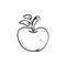 Handdrawn apple doodle icon. Hand drawn black sketch. Sign symbol. Decoration element. White background. Isolated. Flat design. V