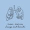 Handdrawn Human Lungs