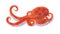 Handdrawn illustrations of a orange octopus