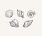 Handdrawn ink seashells set vector isolated