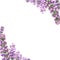 Handdrawn lavender flowers. Watercolor purple lavender frame boarder. Scrapbook design, typography poster, invitation, label,