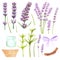Handdrawn lavender flowers. Watercolor purple lavender set of elements. Scrapbook design, typography poster, invitation, label,