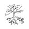 Handdrawn plant in the ground doodle icon. Hand drawn black sketch. Sign symbol. Decoration element. White background. Isolated.