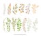 Handdrawn Vector Watercolour style, nature illustration. Set of