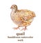 Handdrawn watecolor illustration. Farming bird quail isolated on the white background