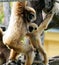 Handed gibbon baby