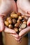 Handful of acorns