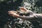 Handful of acorns germinating in a chestnut forest during autumn