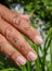 Handful of Baby Praying Mantis Insects on Fingertips