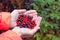 A handful of berries in the palms of a tourist woman on the background of forest