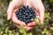 Handful of bilberries