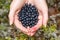 Handful of bilberries