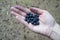 A handful of bilberries in a woman`s hand