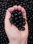 Handful of black currants