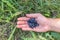 A handful of blackberries in a man`s hand. lying on the grass