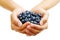 Handful of Blueberries