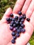 A handful of blueberries in the palm of your hand. berries of ripe blueberries.
