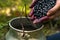 A handful of blueberries are in the womanâ€™s hand.