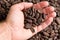 Handful of cacao beans