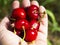 a handful of cherries