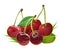 A handful of cherries. Isolated vector objects. Illustration. Several ripe berries with stalks and leaves are collected in a still