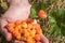 Handful of cloudberry and a cloudberry plant with a colorful fly on it