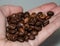 A handful of coffee beans in the palm of your hand