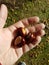 Handful of Conkers